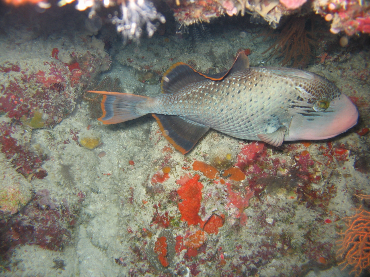 Yellowmargin triggerfish (Pseudobalistes flavimarginatus)