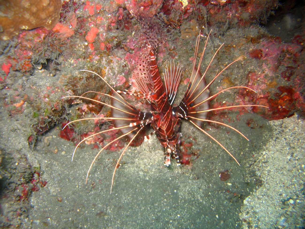 Appears to be spotfin lionfish (Pterois antennata)