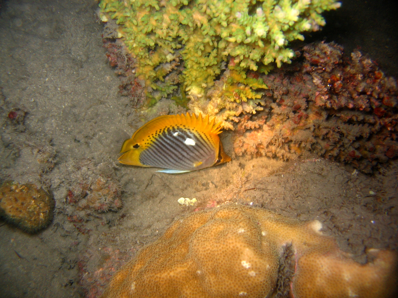 Spottail butterflyfish (Chaetodon ocellicaudus)