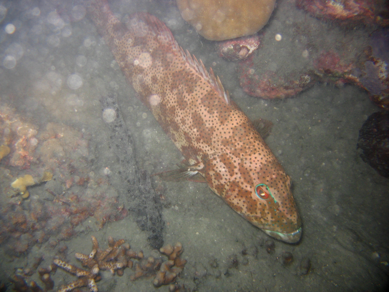 Spotted grouper