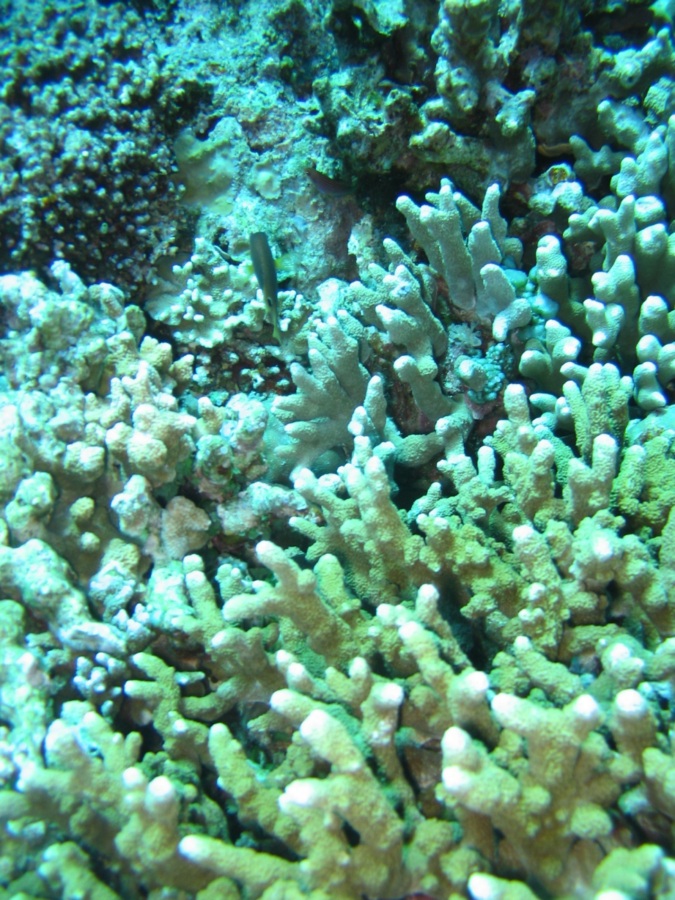 Unidentified fish in coral