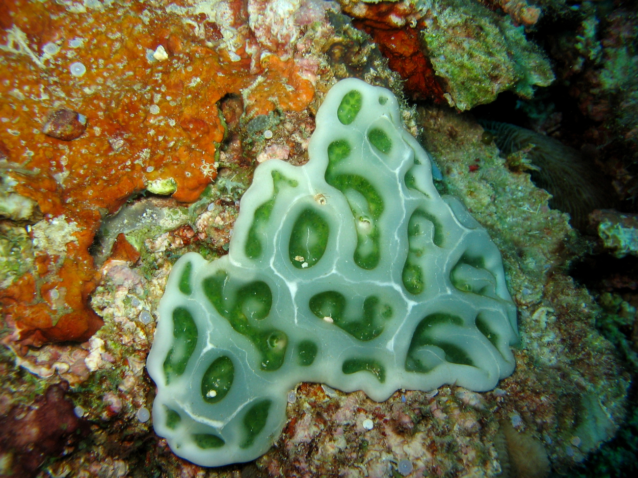 Coral? Algae? unidentified greenish white material