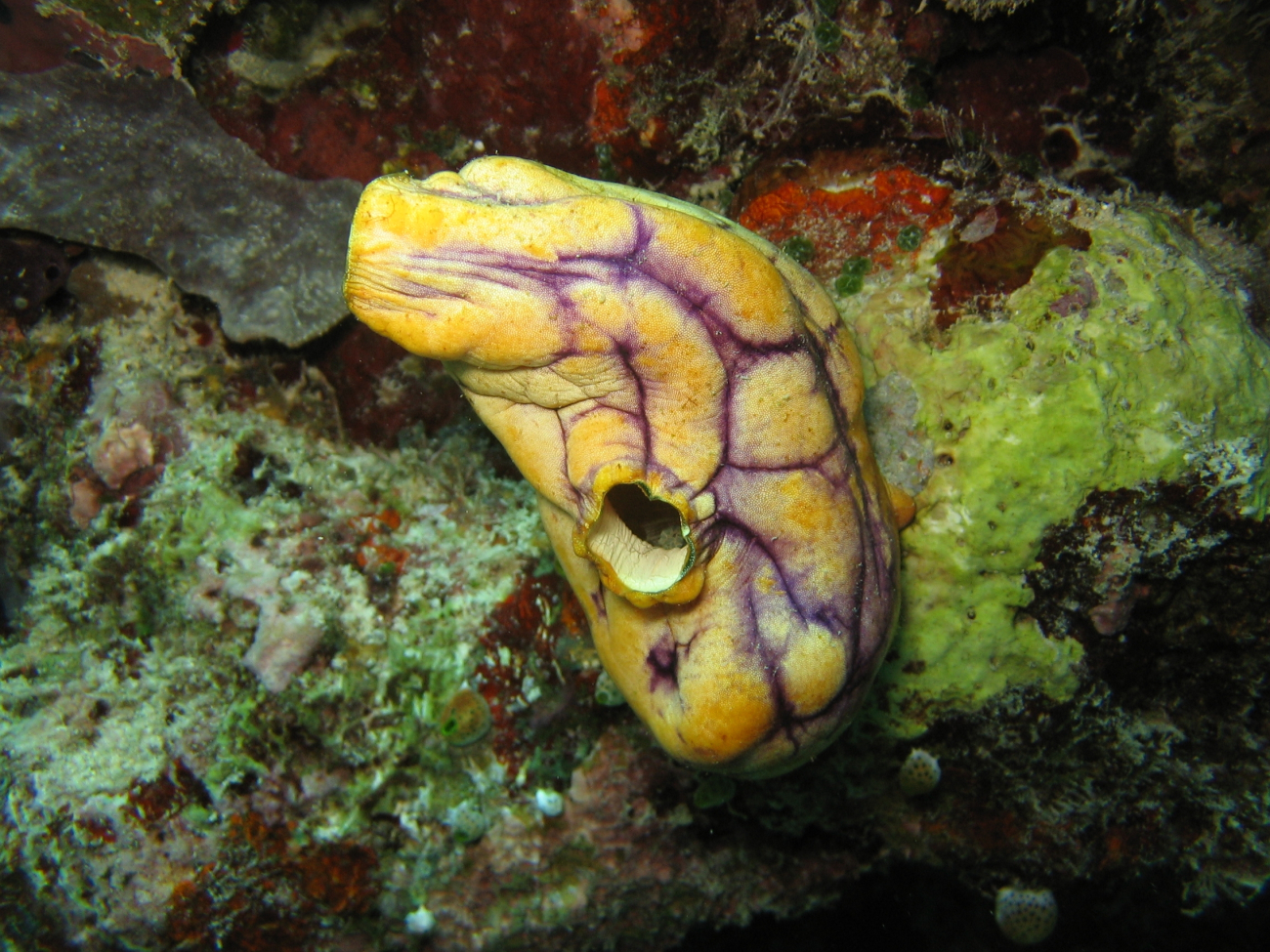 Tunicate (Polycarpa aurata)