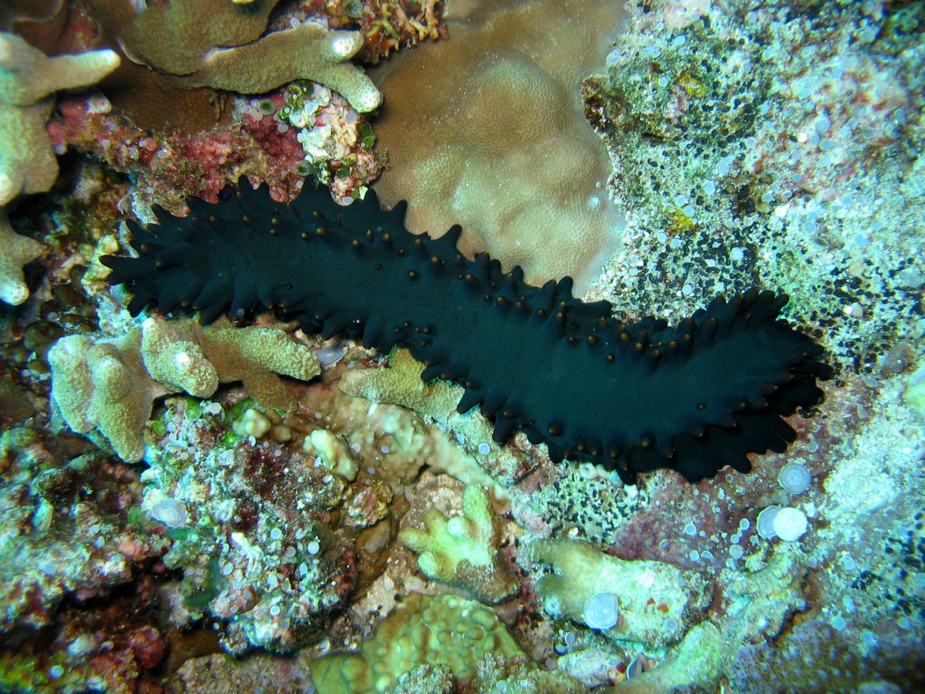 A sea cucumber (Stichopus chloronotus)