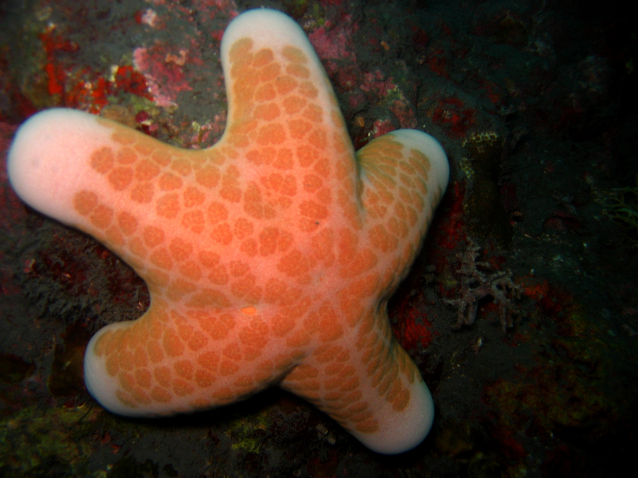 A robust red sea star (Choriaster granulatus)
