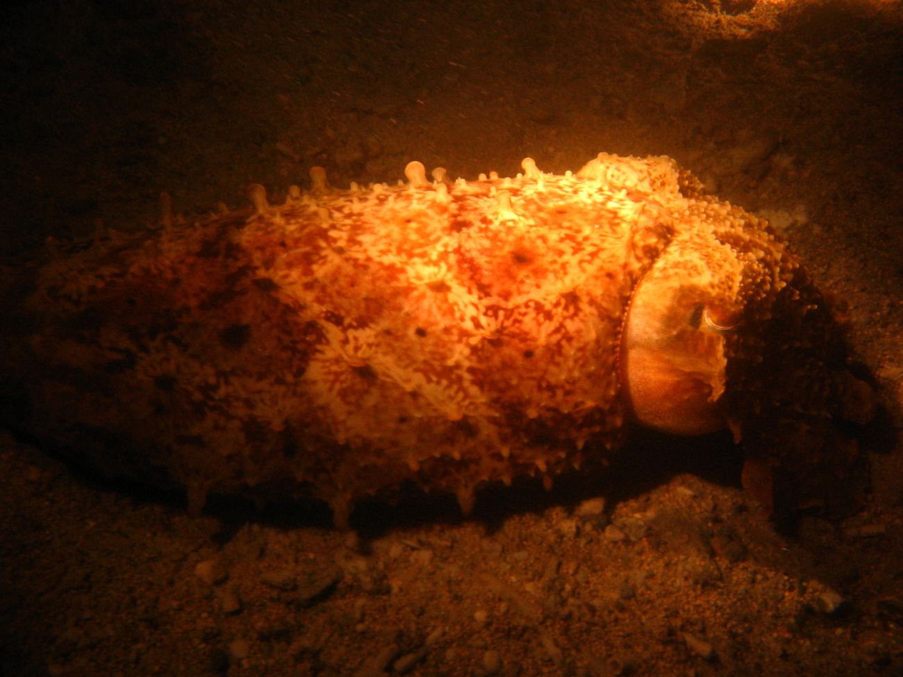 A cuttlefish at night