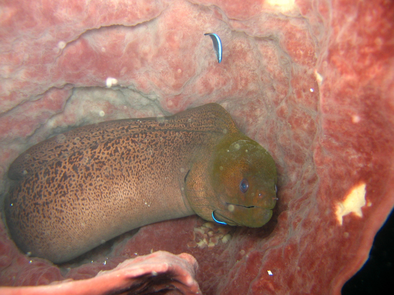 Giant moray eel with cleaner wrasses in red barrel sponge