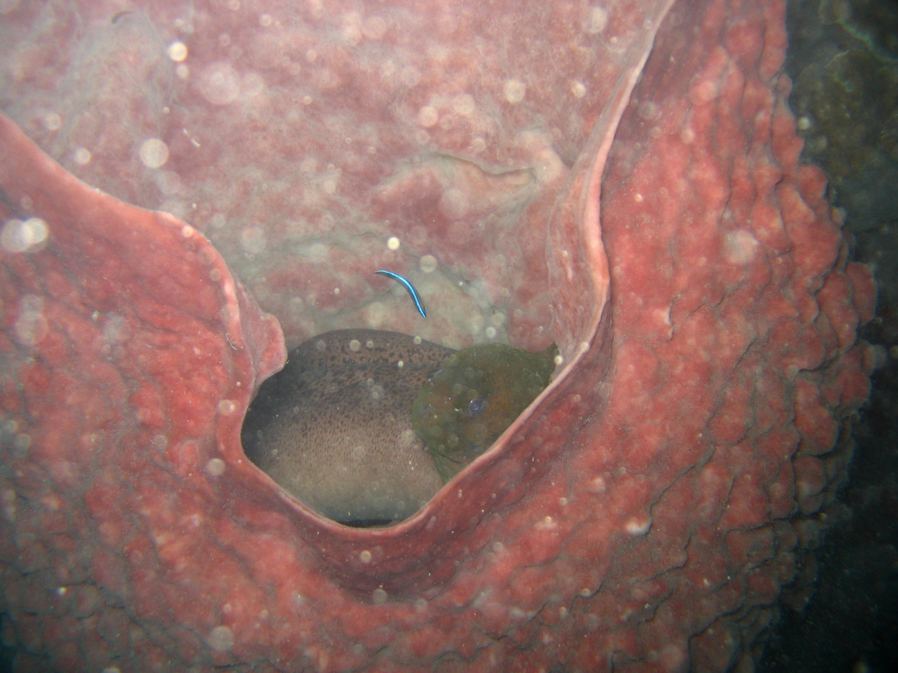 Giant moray eel with cleaner wrasses in red barrel sponge