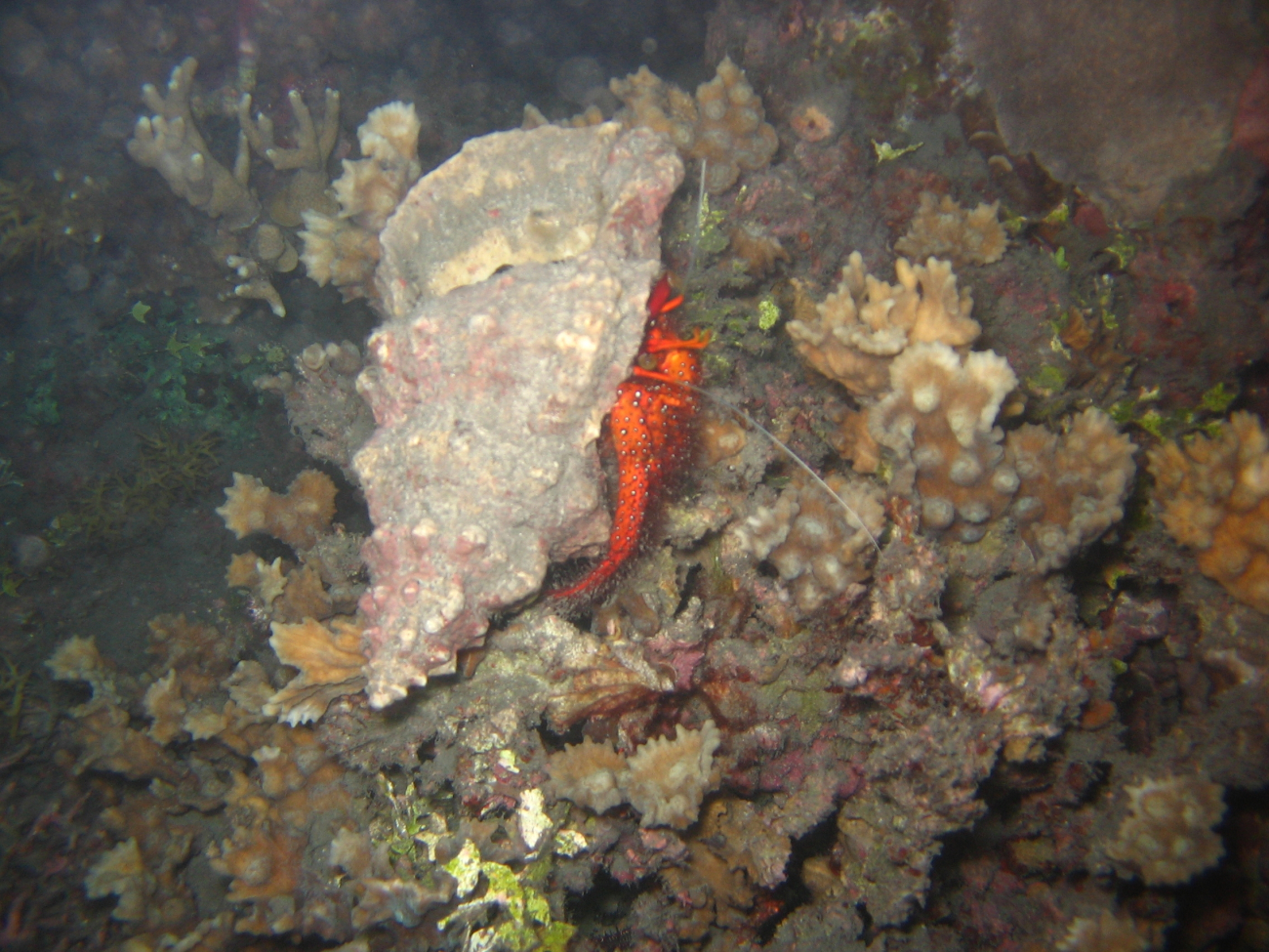 Large hermit crab (Dardanus megistos)