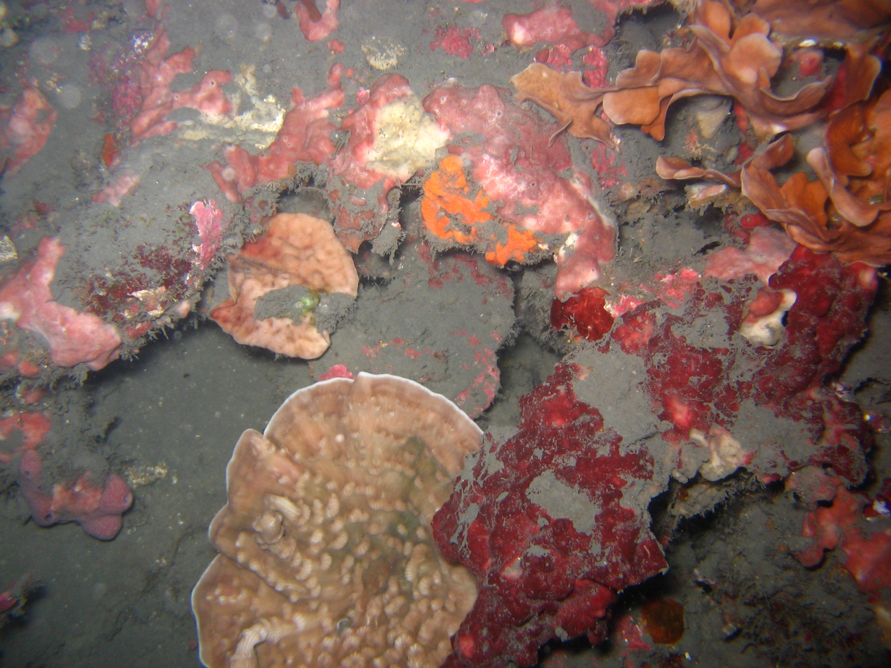 Sediment cover on corals, sponges, and algae