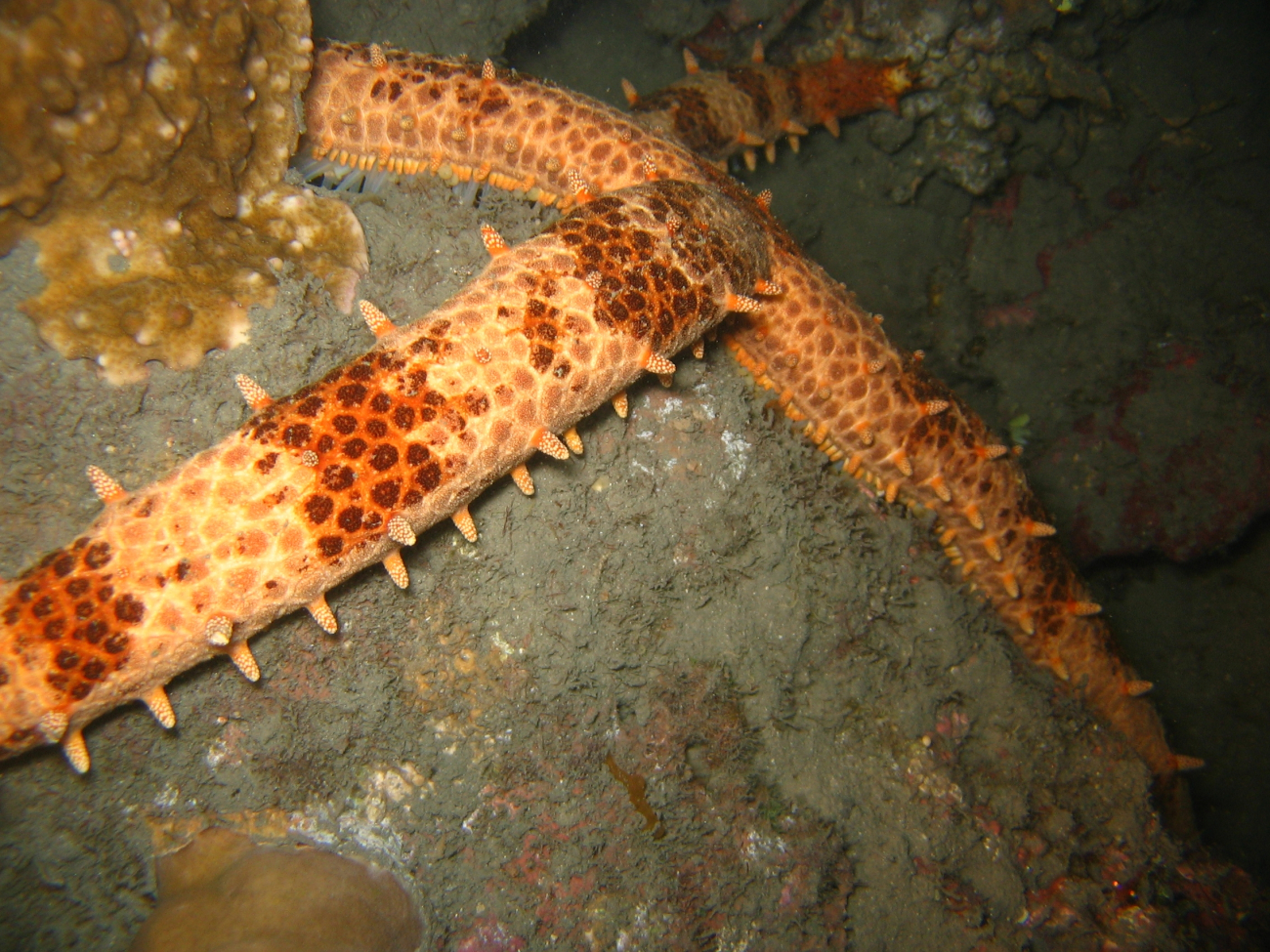 A sea star (Mithrodia sp