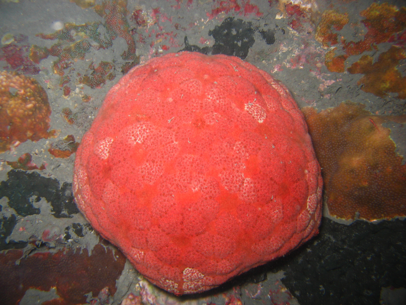 A red cushion star (Culcita sp