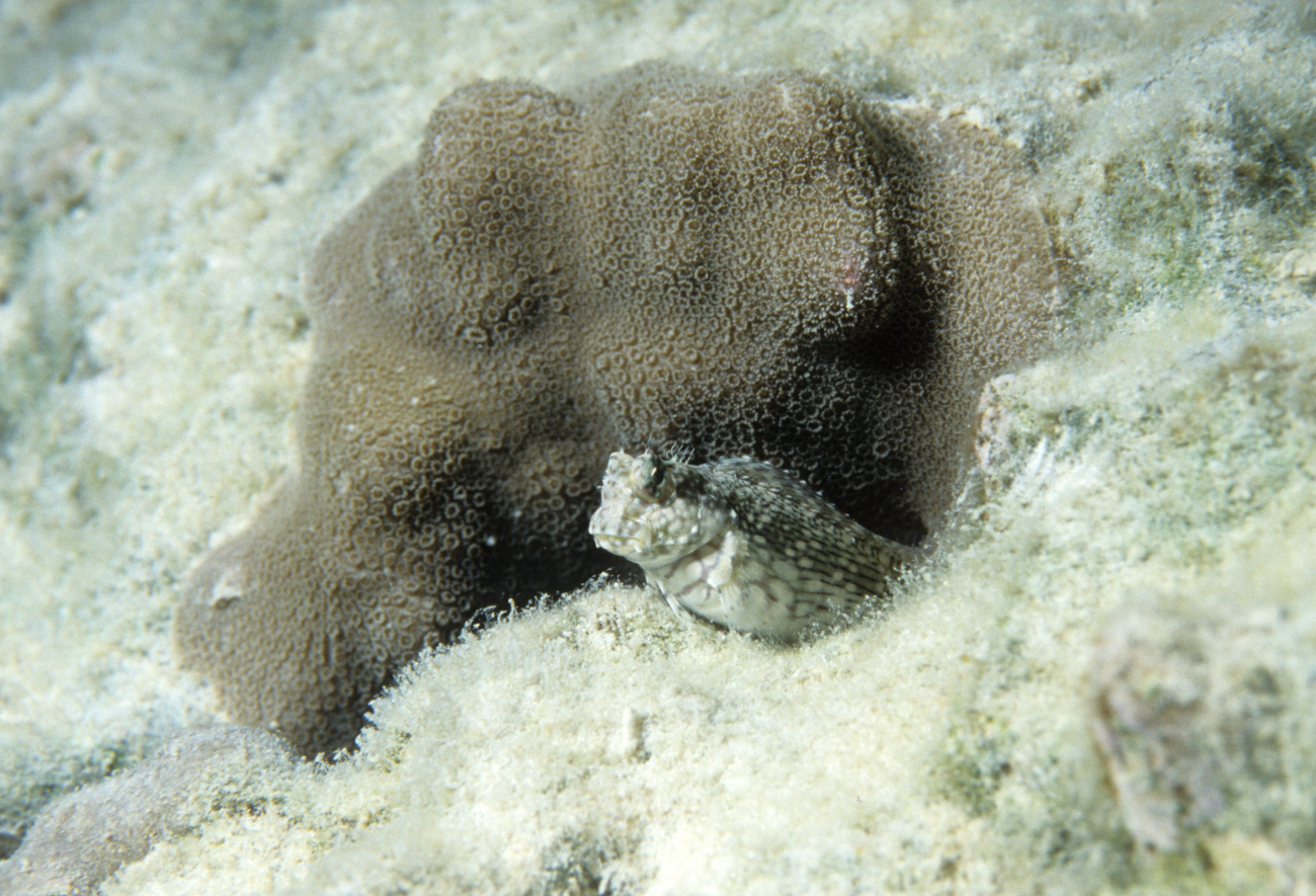 A gray and white goby peeking its head out with a coral behind