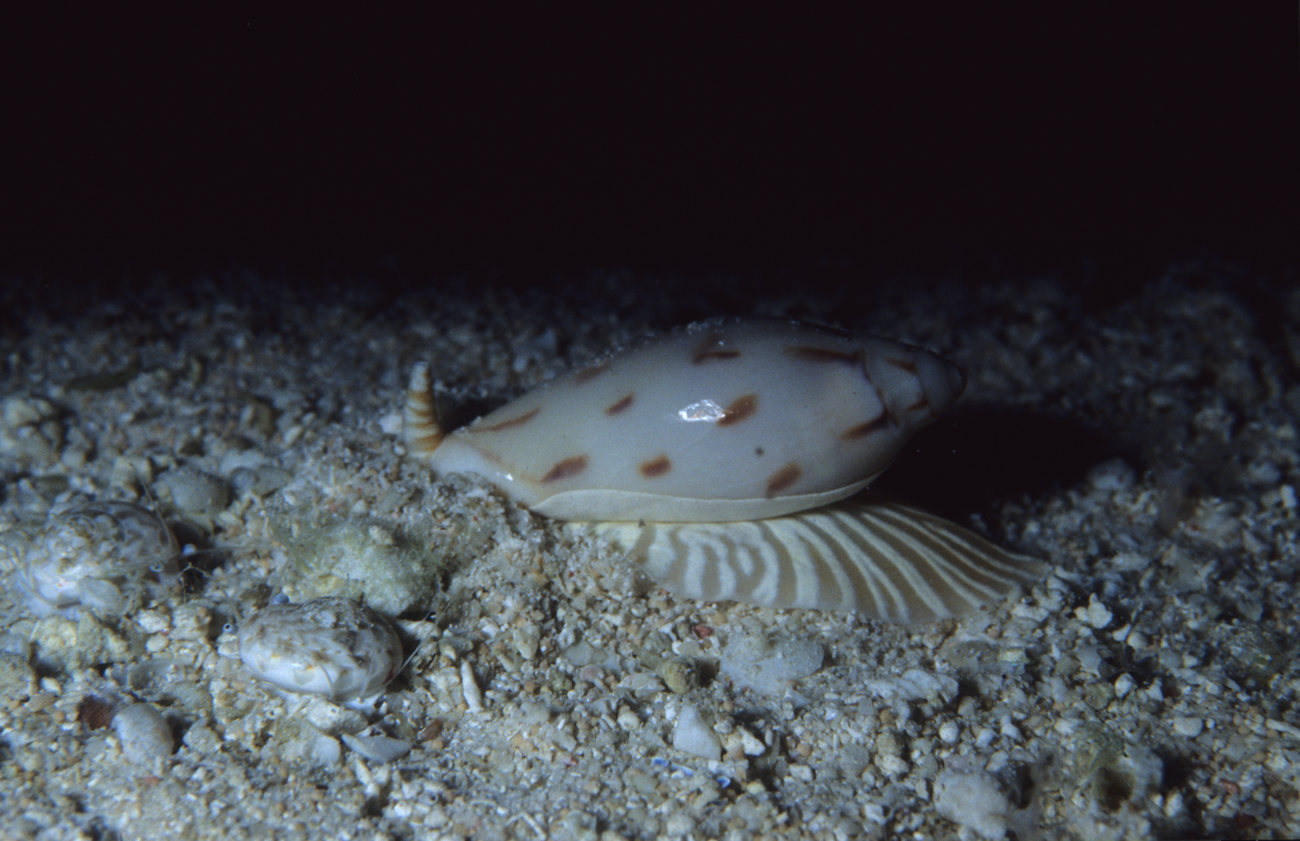 Snail on sea floor