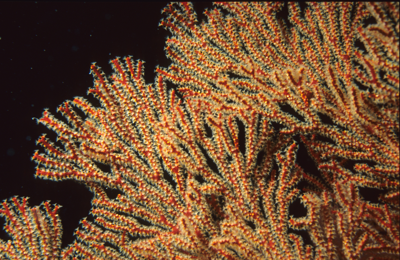 Red soft coral with polyps extended