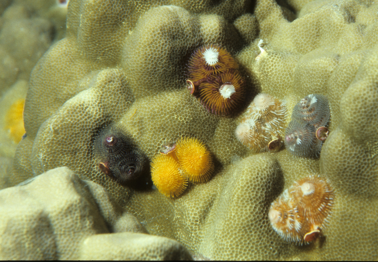 A group of Christmas tree worms (Spirobranchia sp