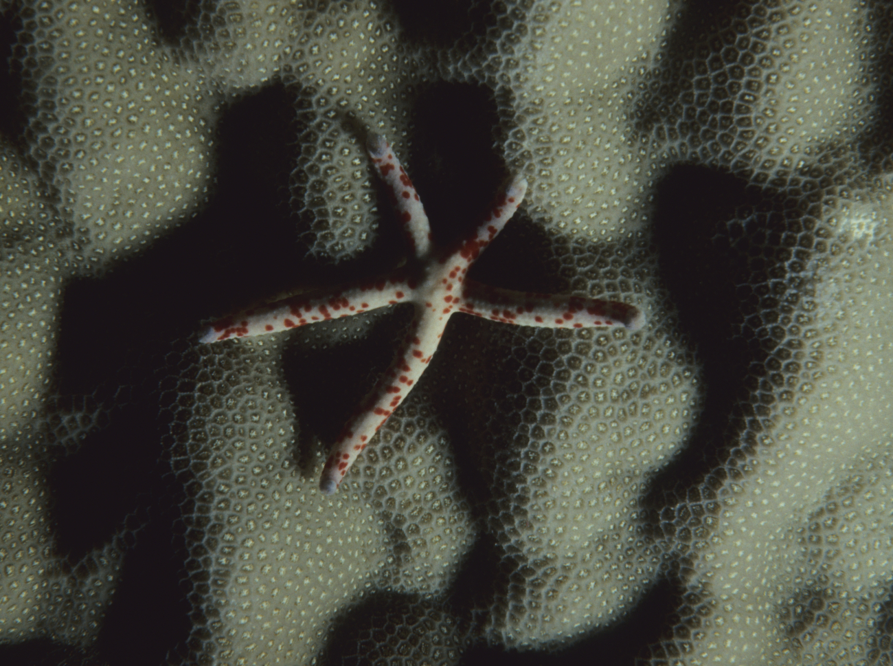 White with red spots starfish