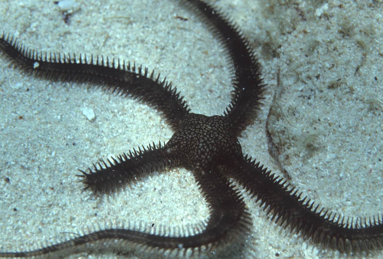 Brittle star with one arm regenerating