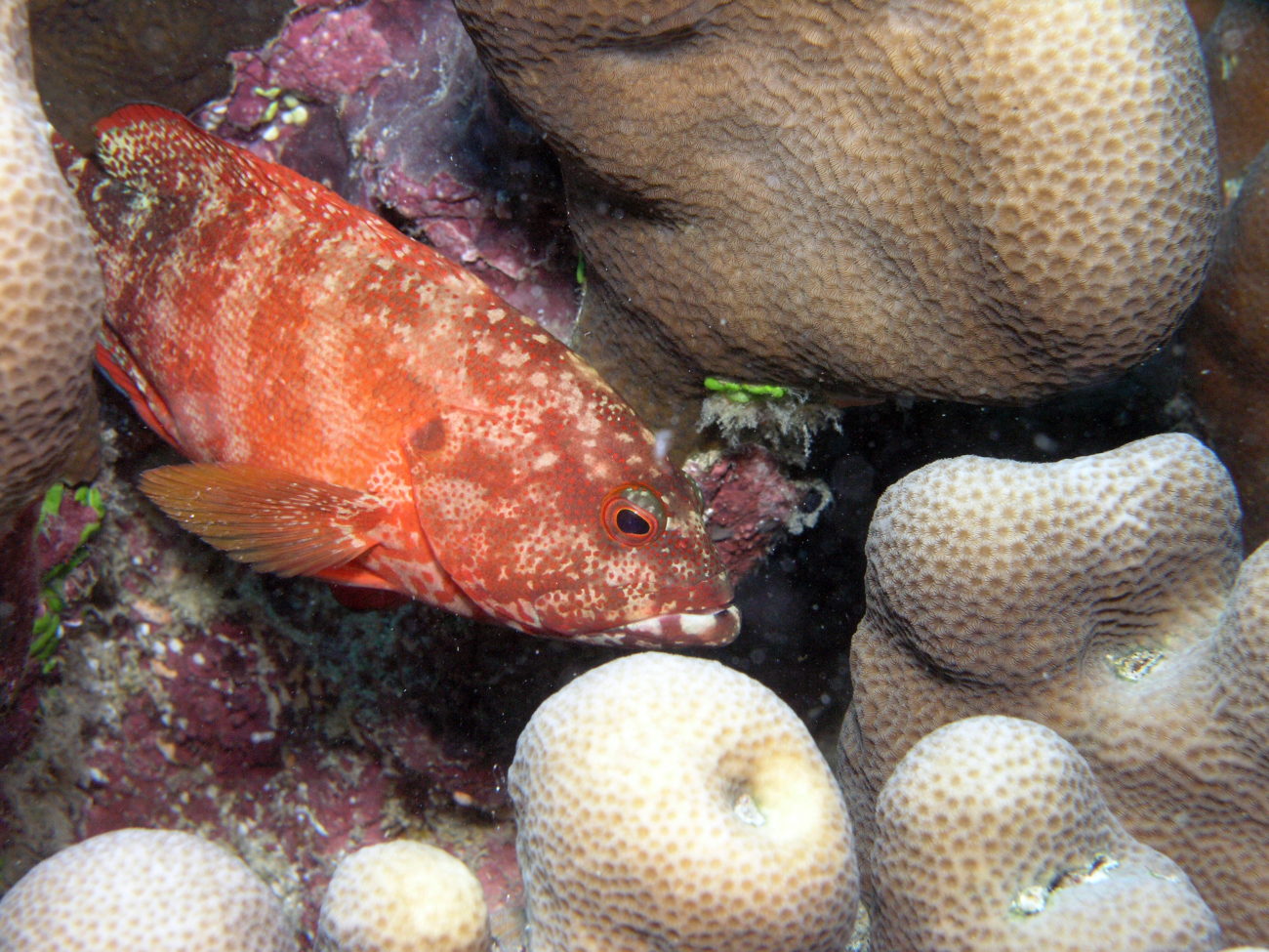 Orange-spotted grouper