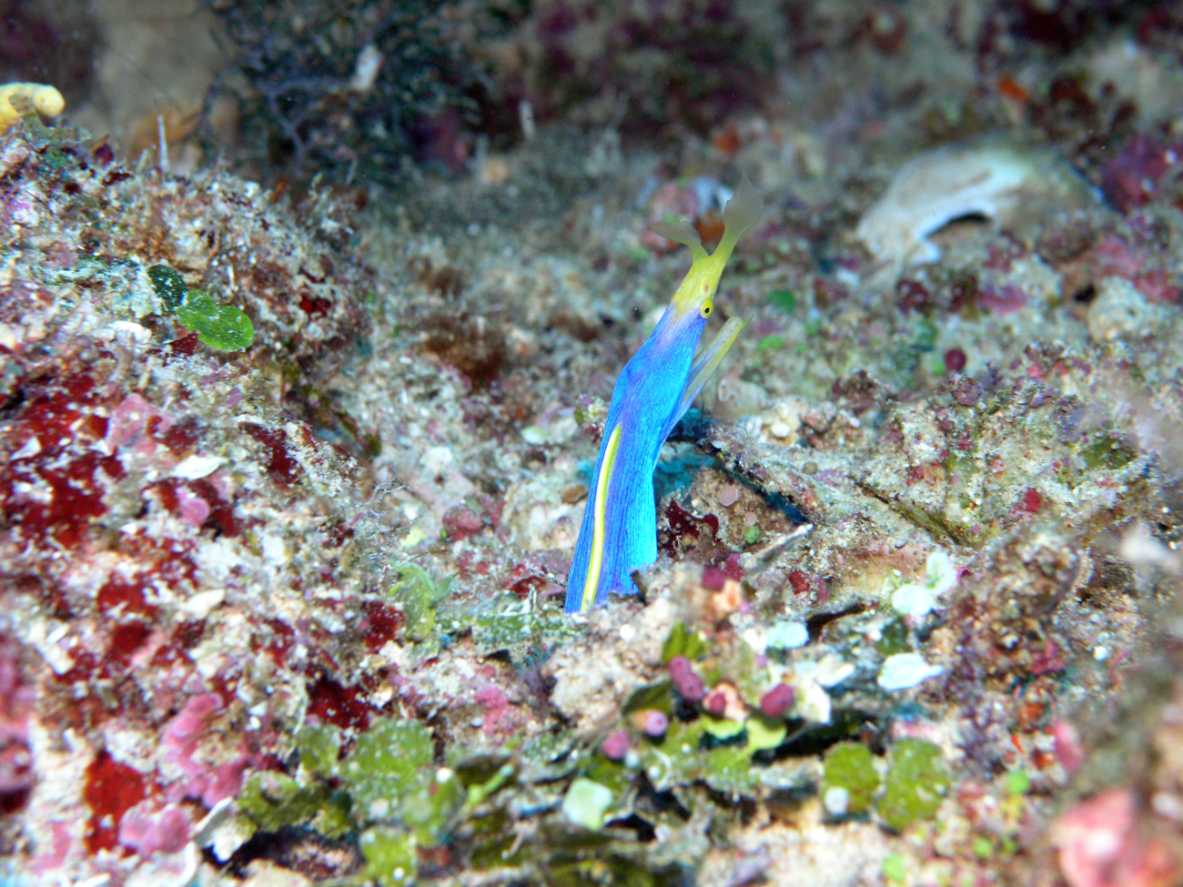 Blue ribbon eel, male, (Rhinomuraena quaesita)