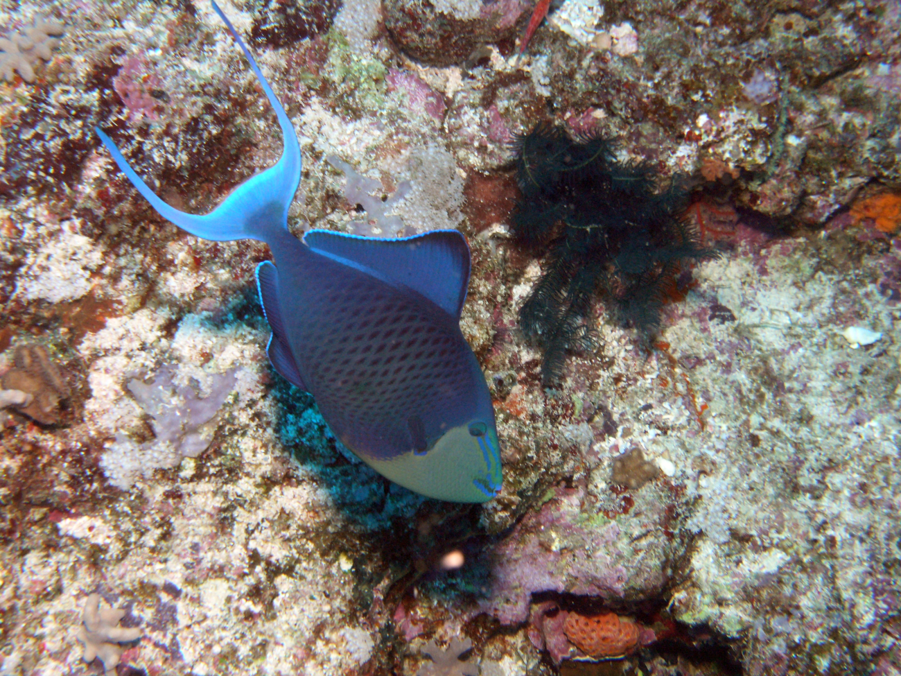 Niger triggerfish (Odonus niger)