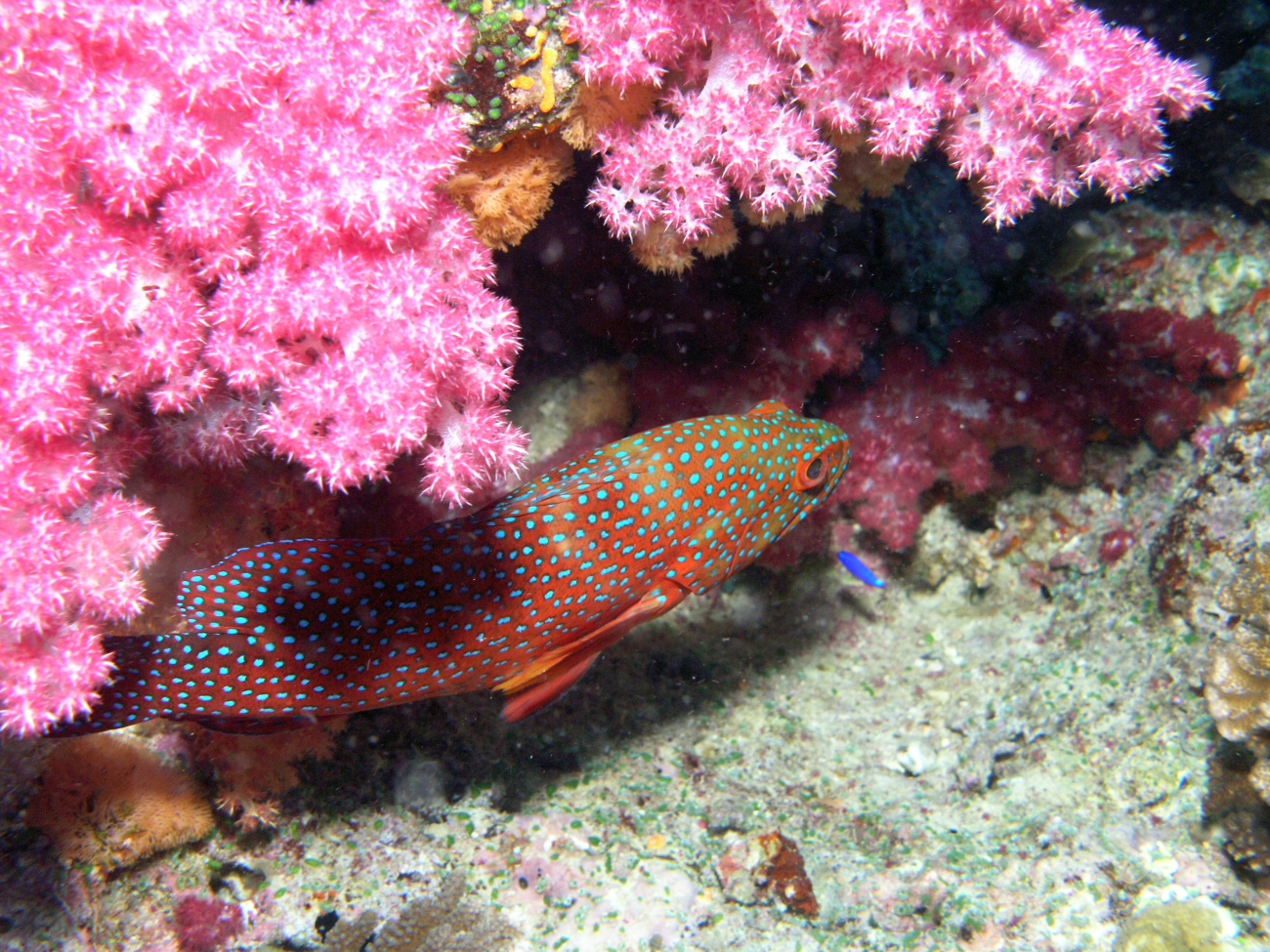 Miniata or grouper seen from above (Cephalopholis miniata) with pinkand red soft coral