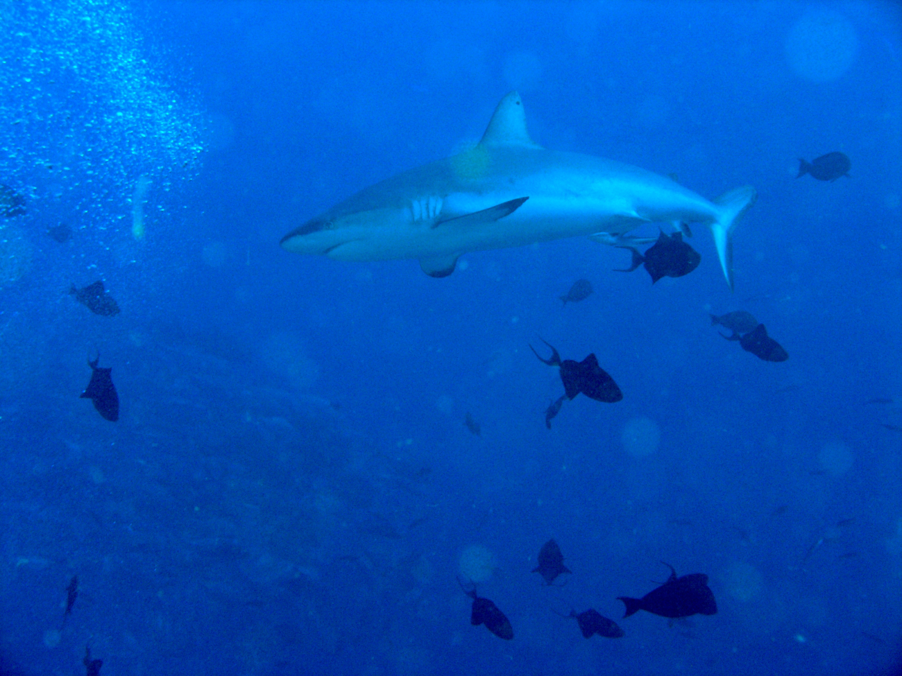 Galapagos shark cruising through a school of triggerfish