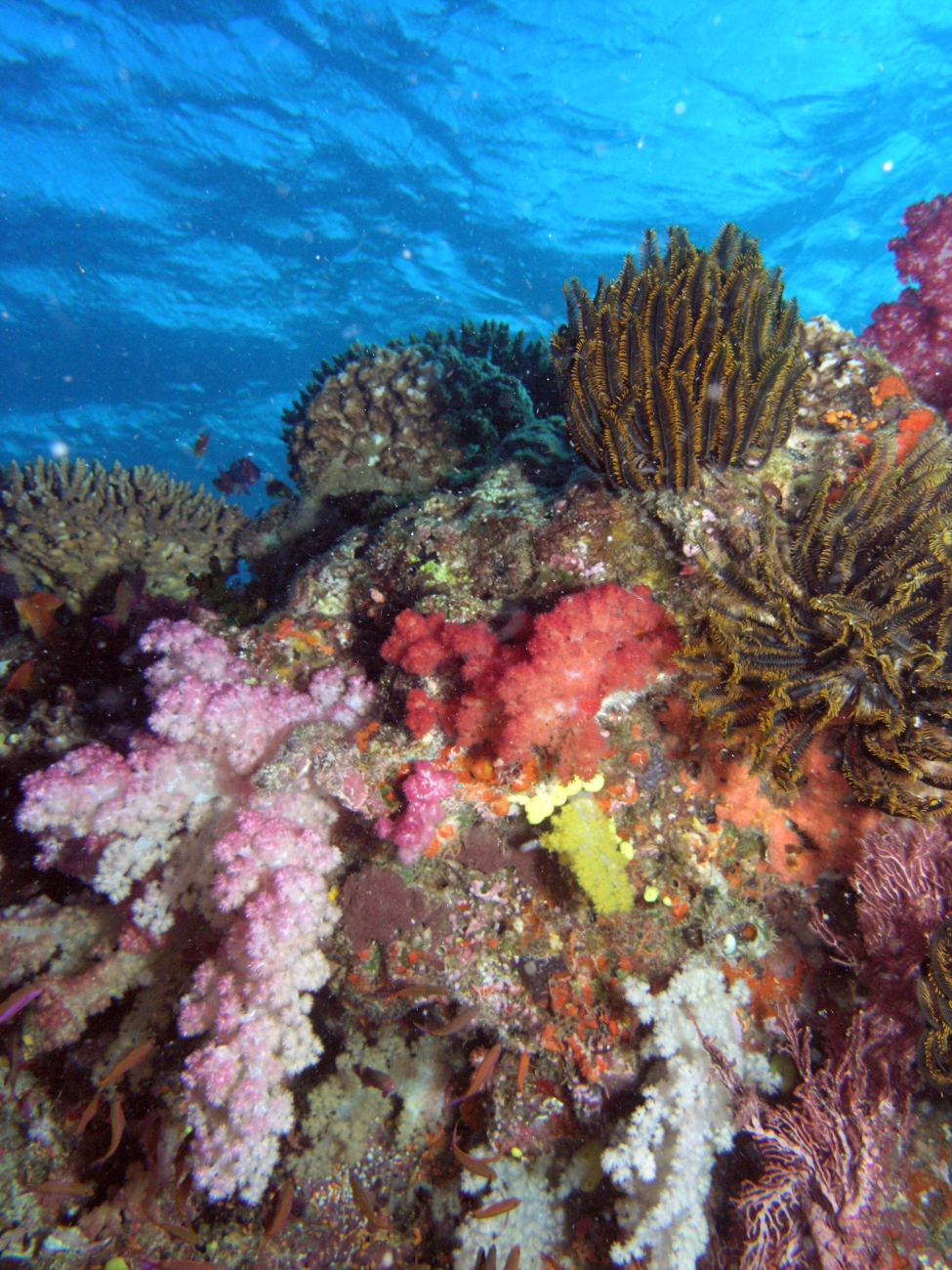 Reef scene with great diversity of coral species