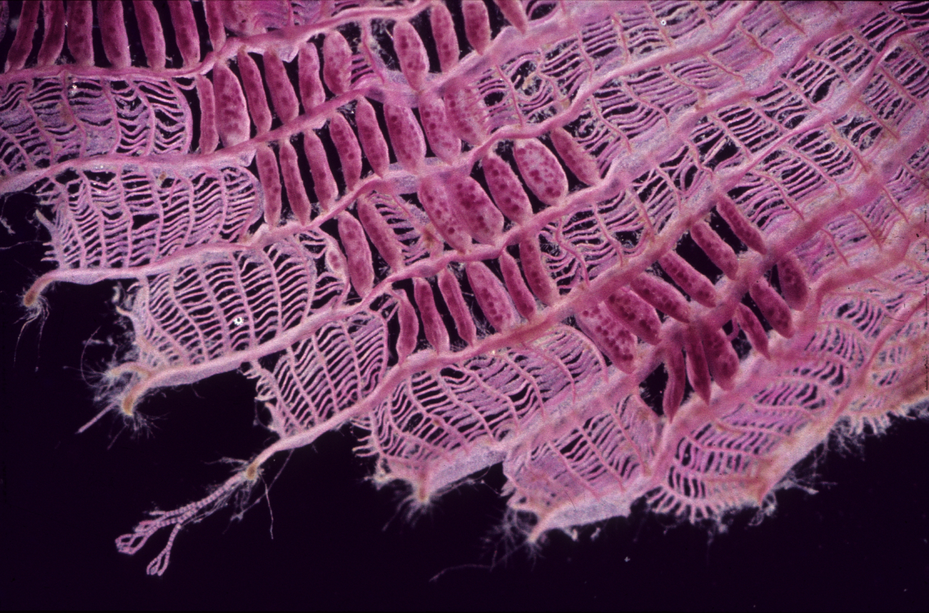 Claudea elegans tetrasporangia - a macroscope photo