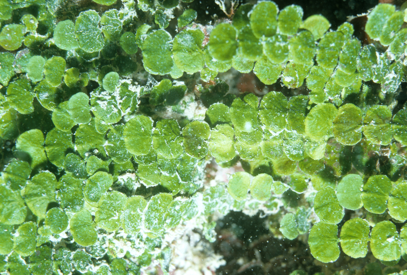 Halimeda copiosa at 10 meters depth in shallow cave