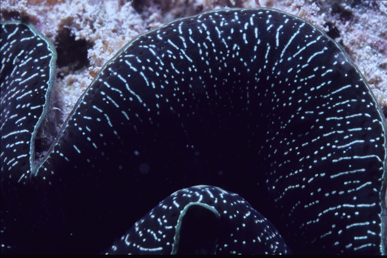 Tridacna maxima (mantle fringe)6m depth