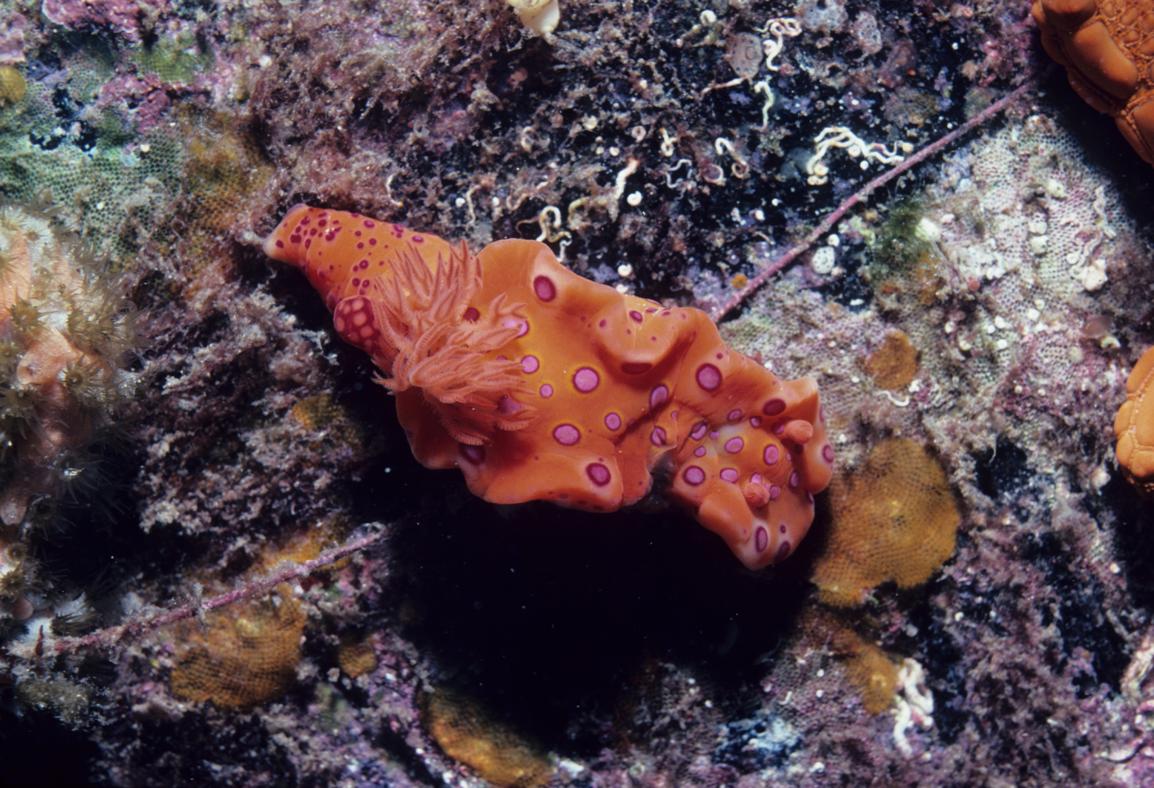Nudibranch (orange, pink)13m depth