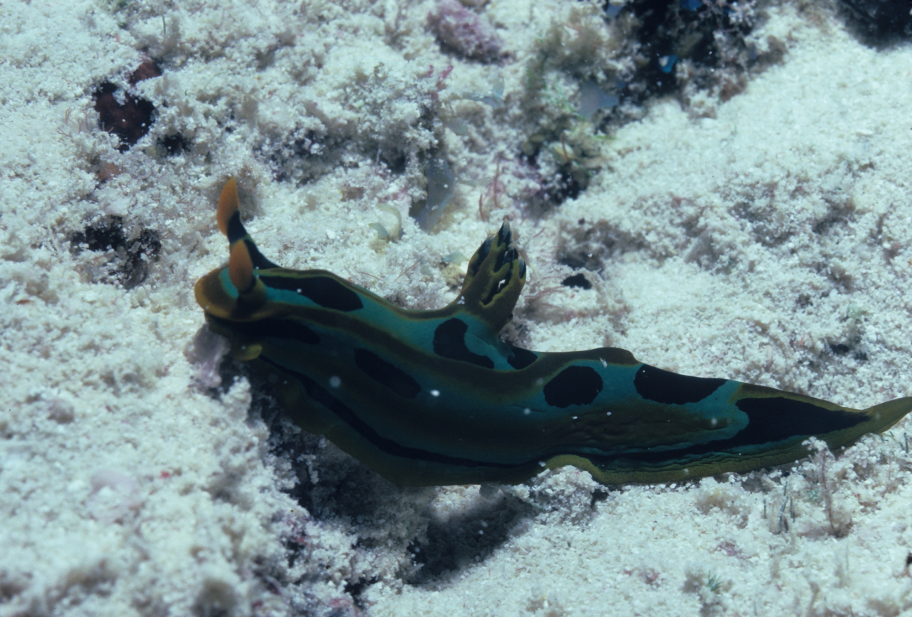 Nudibranch (green, black)16m depth