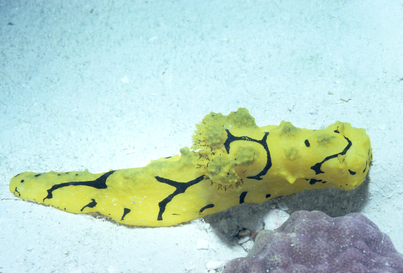 Nudibranch (yellow, black)13m depth