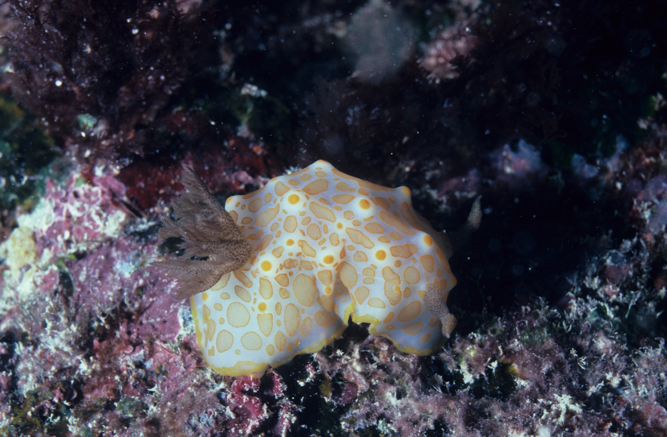 Nudibranch (white, orange)7m depth