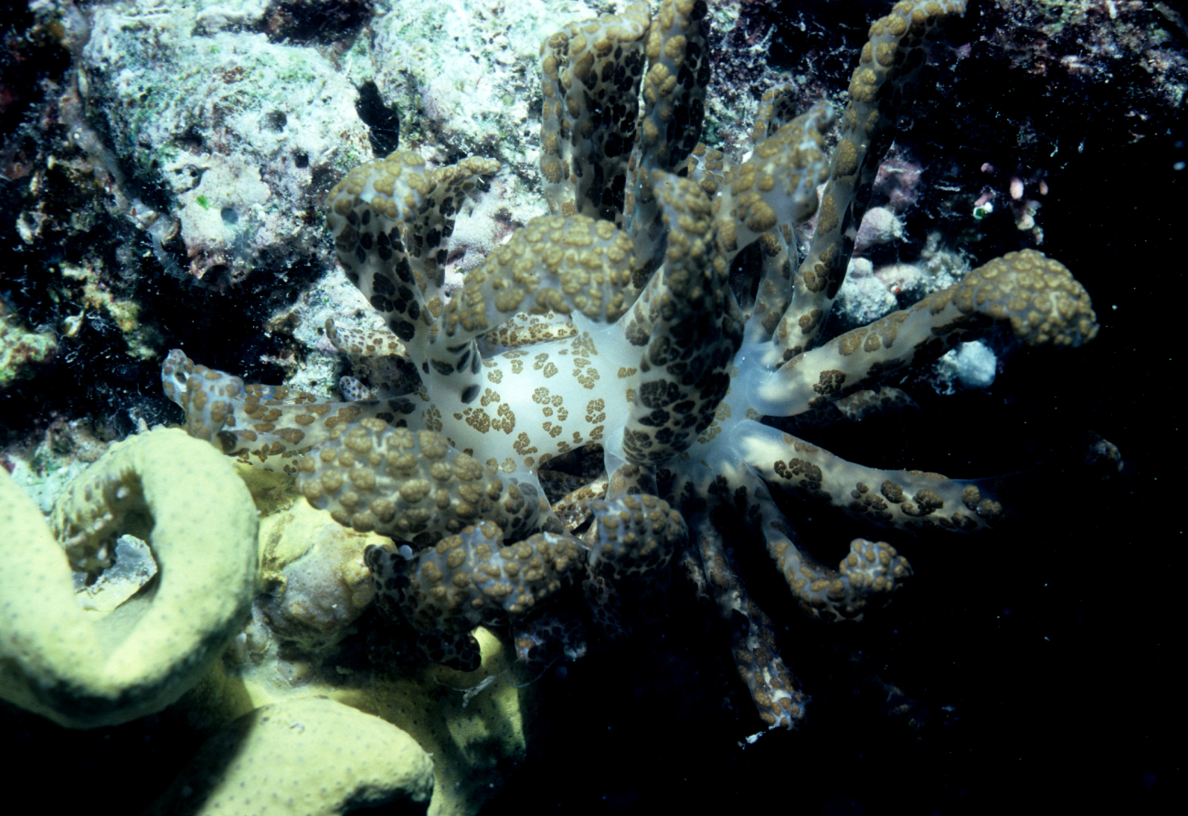 Nudibranch ? (white, brown)13m depth