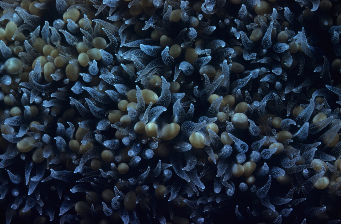 Coral (feeding at night)10m depth