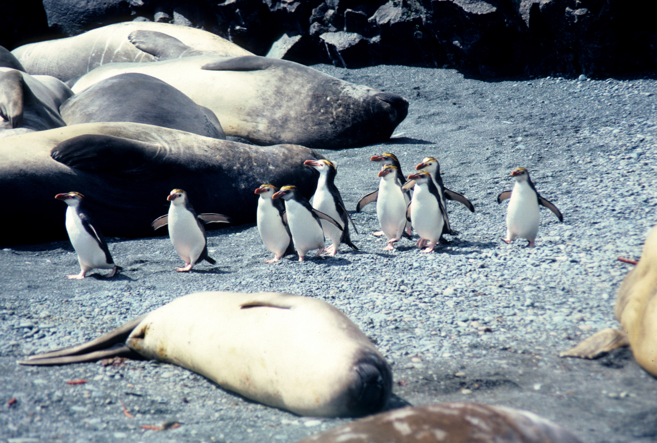 Royal Penguins & elephant seals