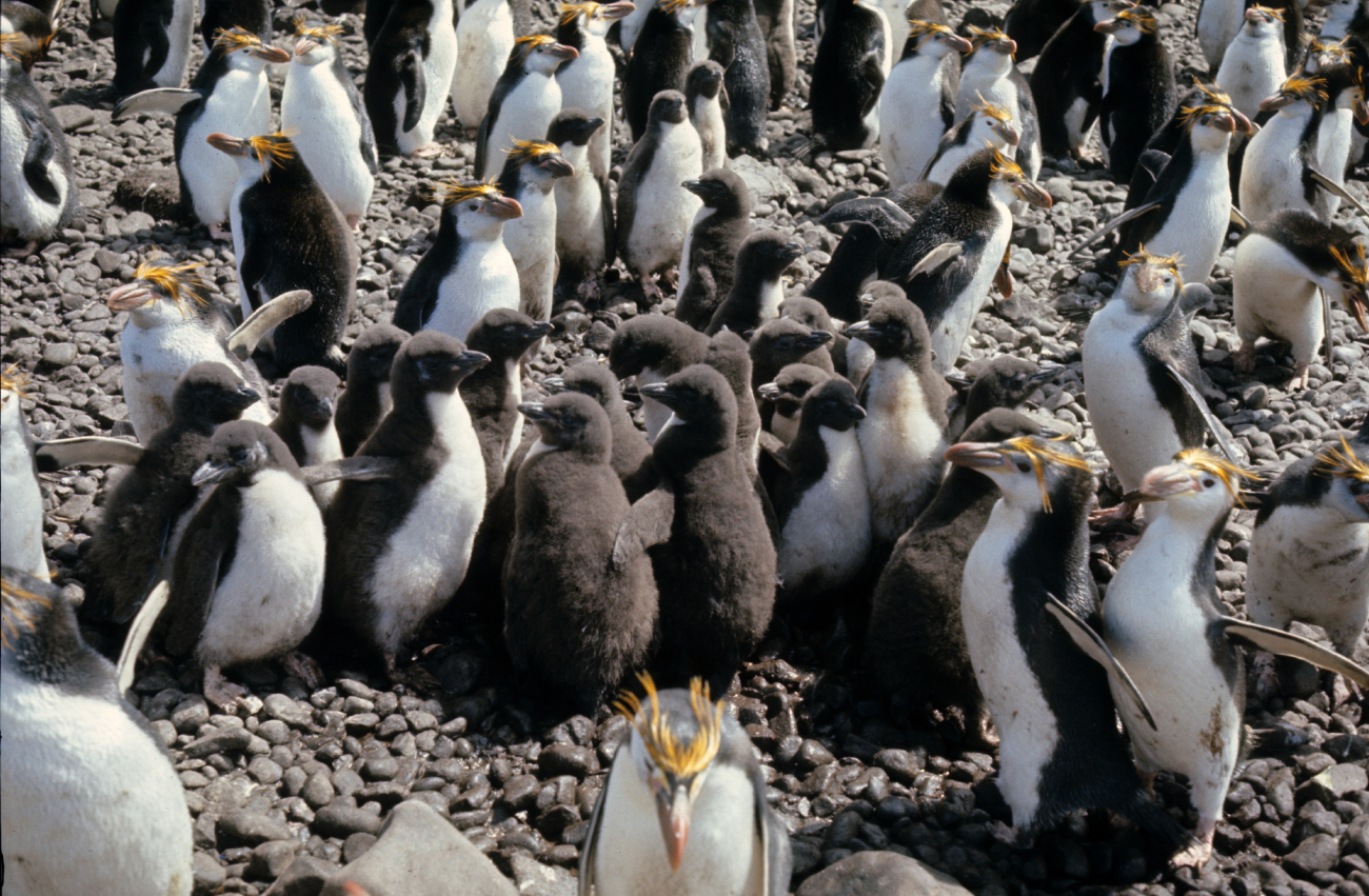 Royal Penguins & chicks