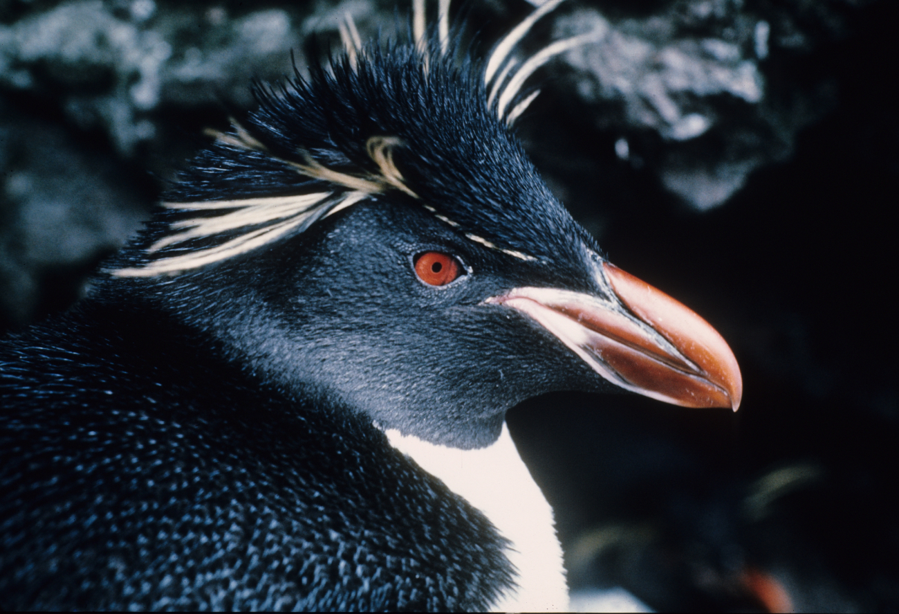 Rockhopper Penguin close up