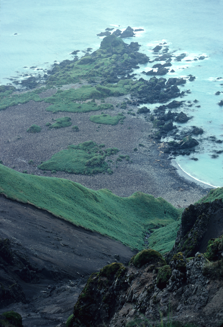 Royal Penguin colony