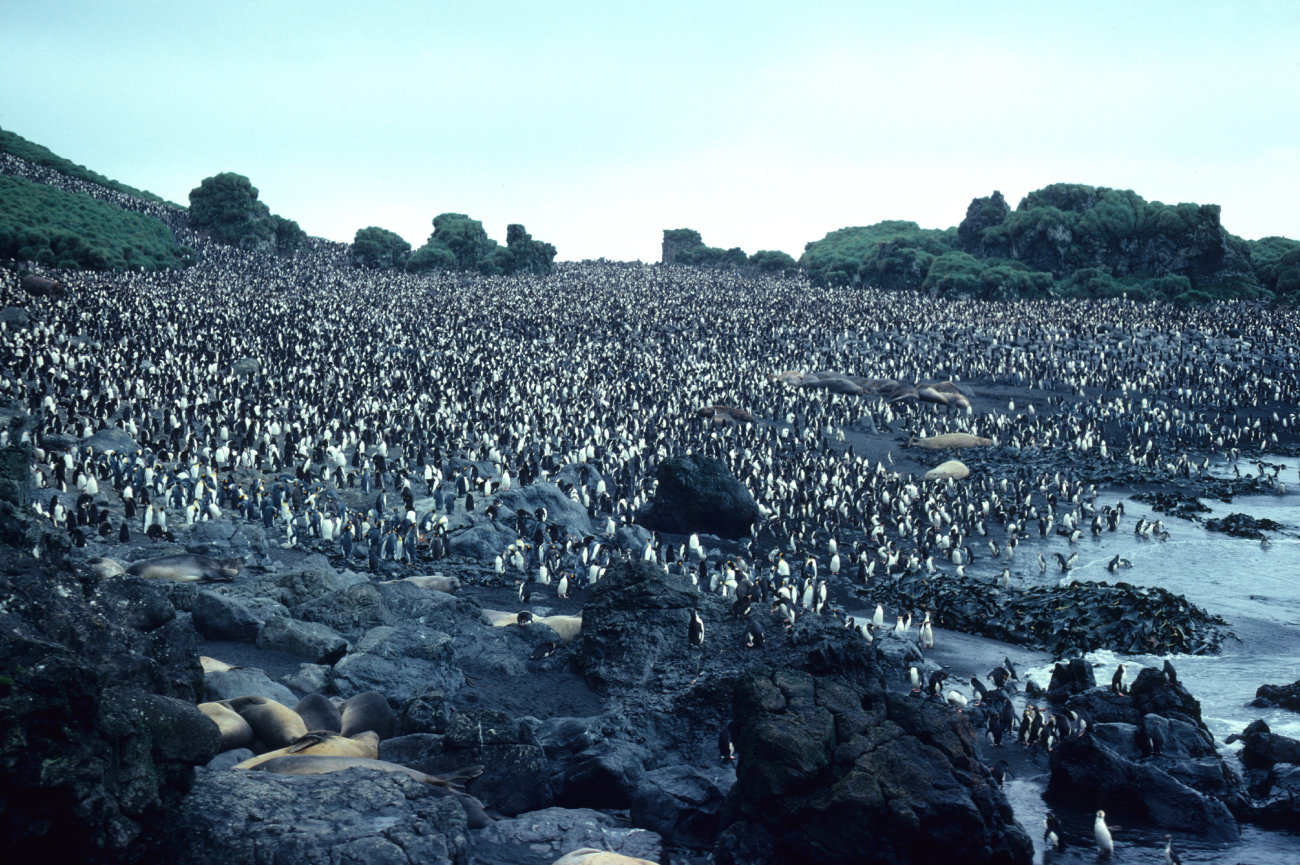 Royal Penguin colony close up