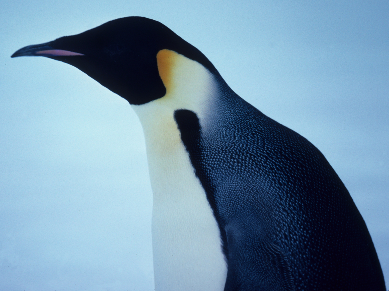 Emperor Penguin close up of head