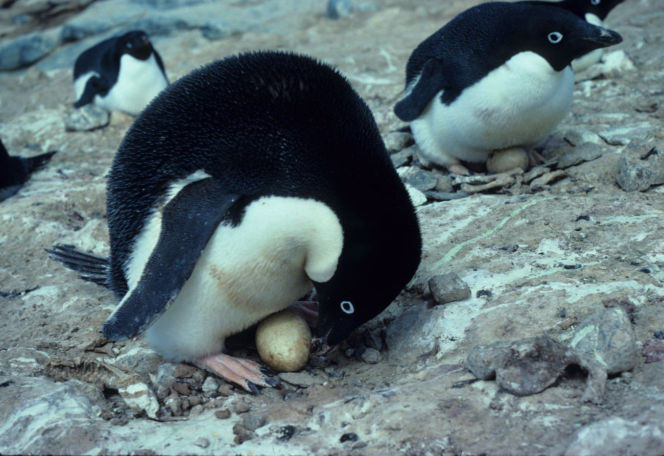 Adelie Penguin & egg