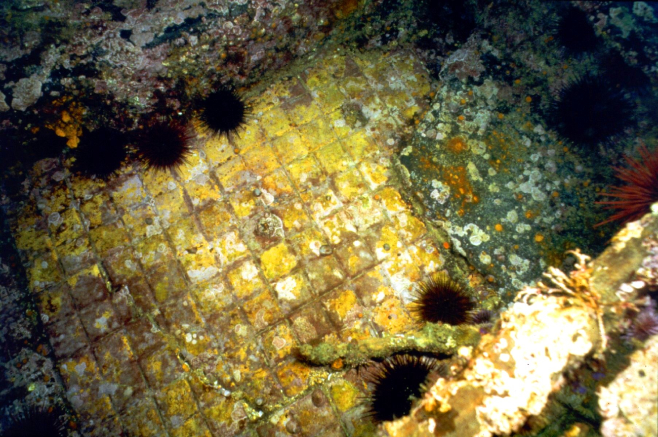 Tile flooring and sea urchins on the SS CUBA