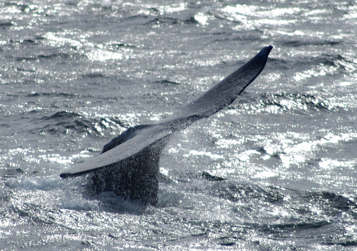 A whale's tail as it begins its dive