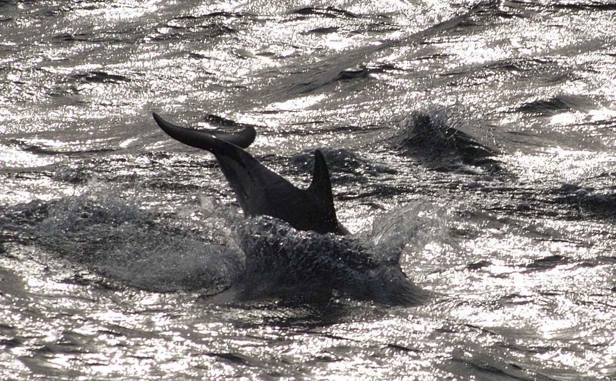 Dolphin cavorting in the Channel Islands