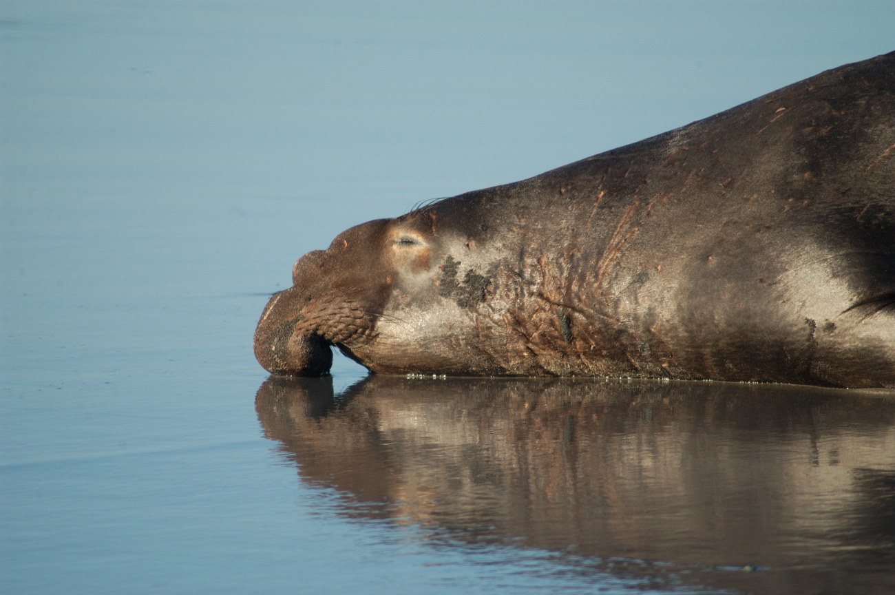 An elephant seal dreaming elephant seal dreams