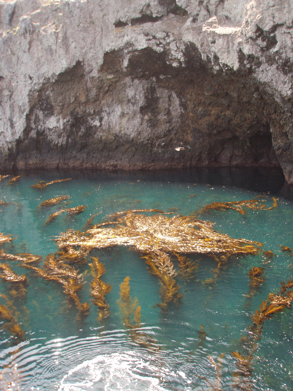 A giant kelp forest in the Anacapa Island Landing Cove