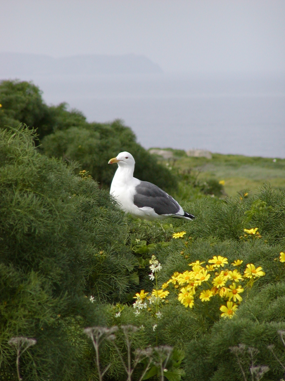A Western Gull (Larus occidentalis) sits among the coreopsis on Anacapa Island
